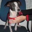 Adote um amigo: Duda, SRD, 7 meses Adote um amigo: Duda, SRD, 7 meses