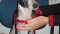 Adote um amigo: Duda, SRD, 7 meses Adote um amigo: Duda, SRD, 7 meses