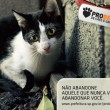gato1