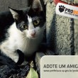 gato2