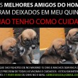 Filhotes para adoção em São Paulo