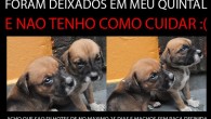 Filhotes para adoção em São Paulo Filhotes para adoção em São Paulo