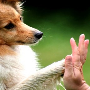 Cães podem ser destros, canhotos ou ambidestros
