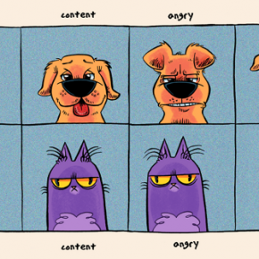 Diferença entre cães e gatos