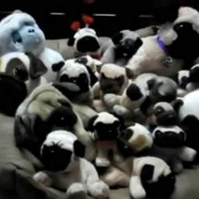 Encontre o Pug real