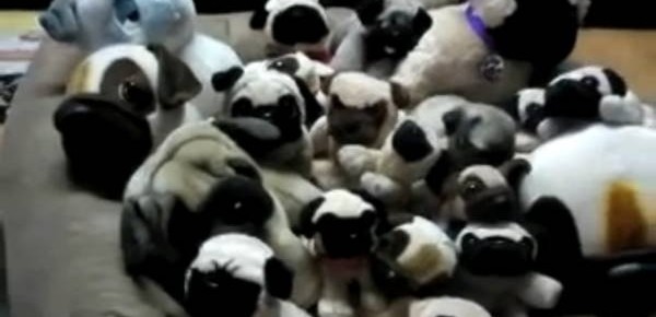 Encontre o Pug real