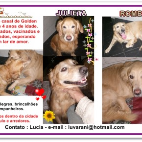 Cães de raça para adoção em SP