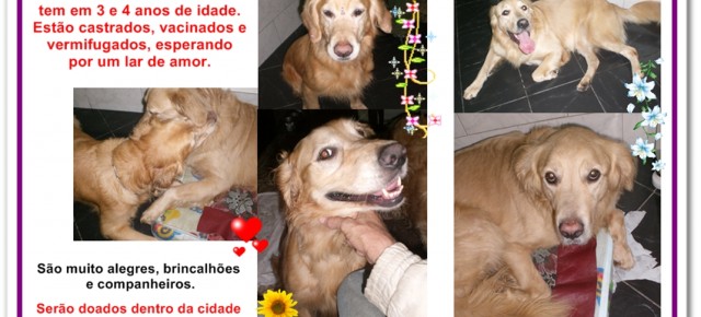 Cães de raça para adoção em SP