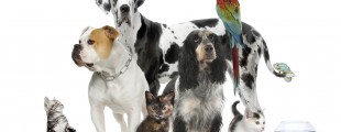 Animais de estimação