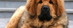 O cão mais caro do mundo