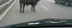 animal na estrada