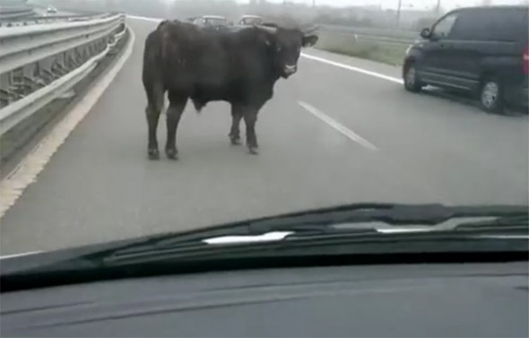 animal na estrada