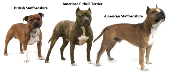 British American Staffordshire PitBull Terrier Pit Bull e suas diferentes raças