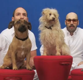 OK Go – White Knuckles para a ASPCA