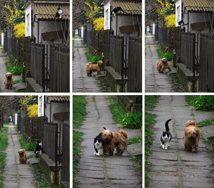 Cão e gato passeando juntos