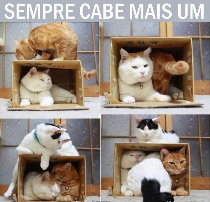Gatos na caixa