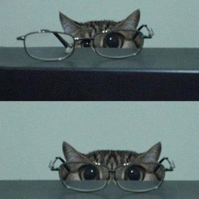gato de óculos