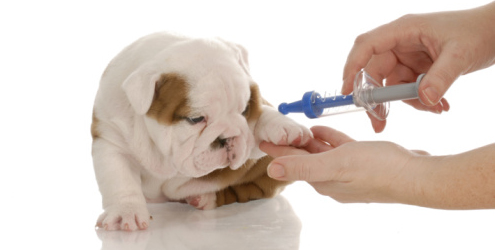 Cachorro vacina