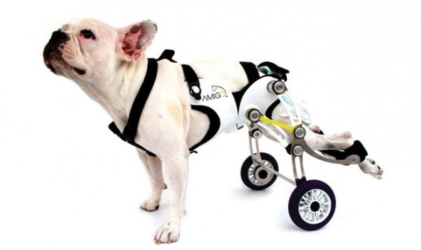 cadeira de rodas para cão amigo
