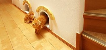 Design para sua casa e seu gato