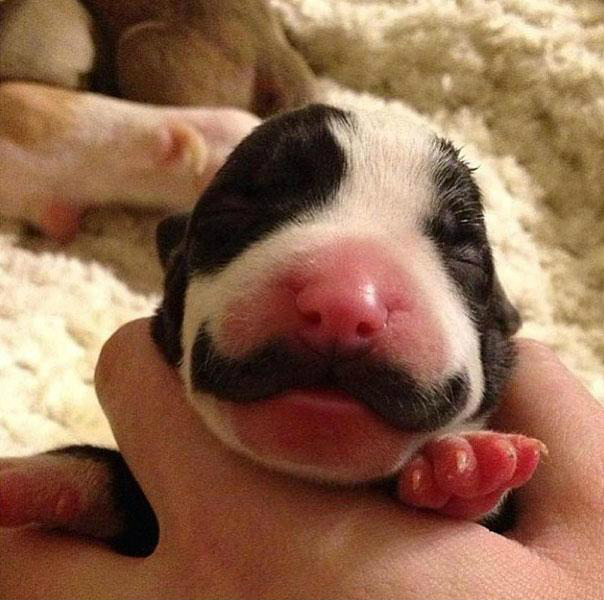dog-with-moustache-1