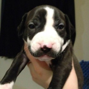 dog-with-moustache-2