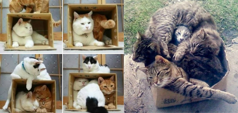 gatos caixa
