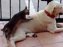 massagem de gato no cachorro