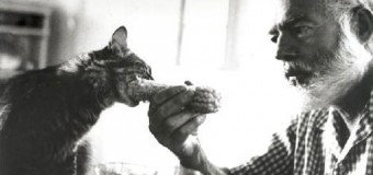 Gatos com polidactilia: a grande paixão de Hemingway