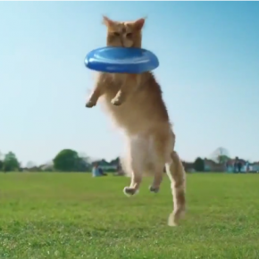 Gato se comporta como cão no vídeo "Be more dog" da O2
