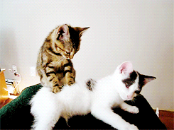 Massagem gato