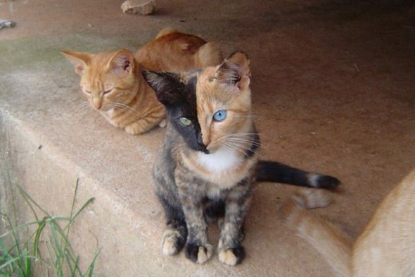 Gato marca - Love Pet - Venus Two Face Cat