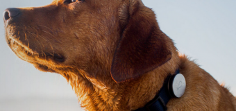 Whistle, uma coleira hi-tech para seu cão