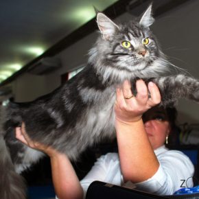 Maine Coon (Maine Black Silver)
