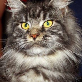 Maine Coon (Maine Black Silver)