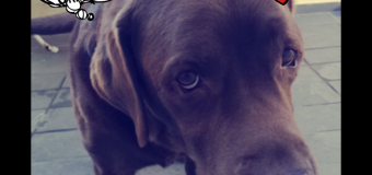 BarkCam: App ajuda seu cão a sair bem na foto
