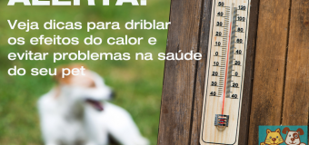 Calor: Dicas para assegurar a saúde do seu pet