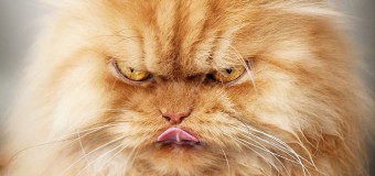 Garfi: Fotos do gato persa mais mal humorado do mundo
